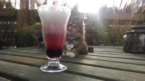 cocktail_and_cat1