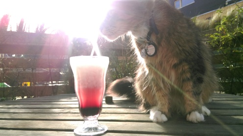 cocktail_and_cat5