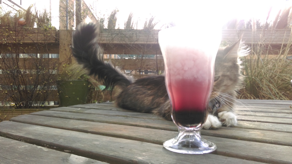 cocktail_and_cat9