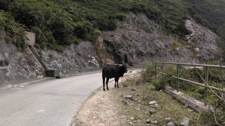 chinese_road_cow
